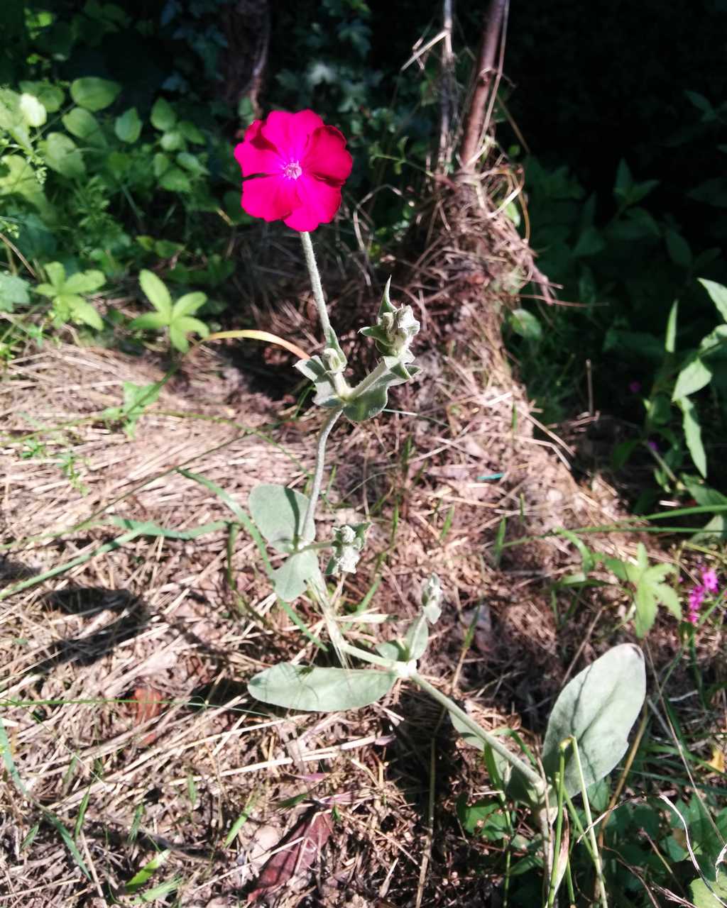 Lychnis coronaria